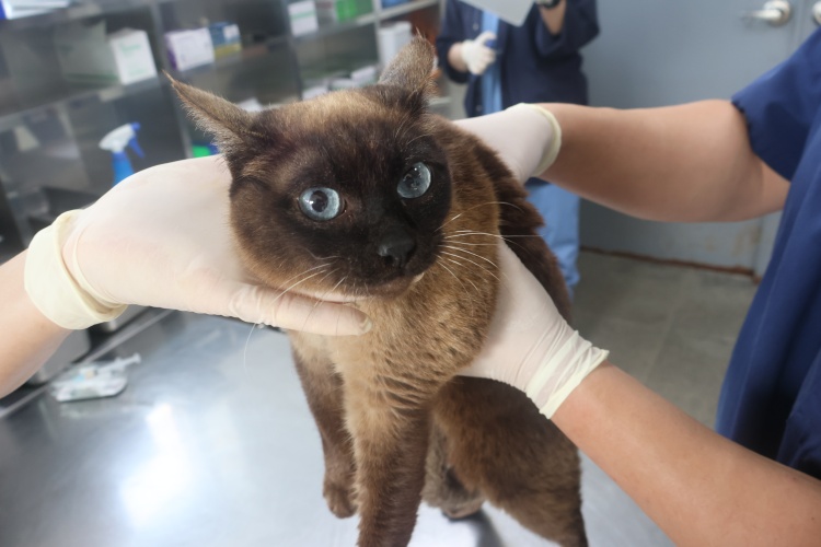 [고양이] 샴 제주-제주-2025-01320 유기동물 배경 이미지 입니다.